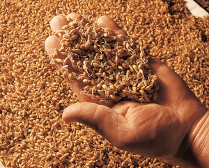 Le malt: les céréales peu après leur germination.